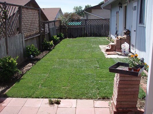 New sod and landscaping in Backyard