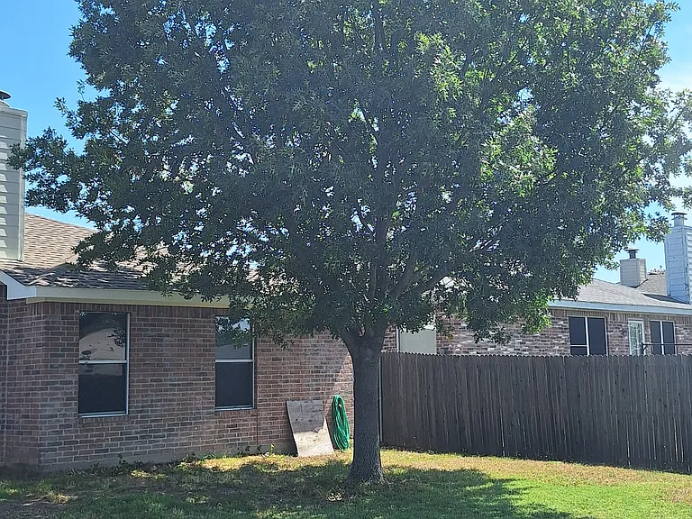 Backyard (Tree)
