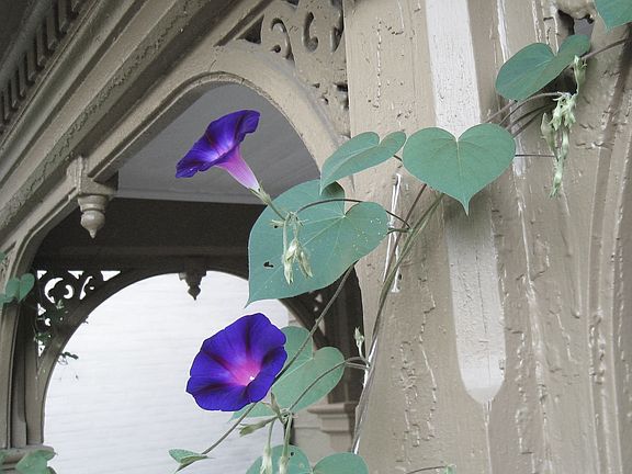 Morning glories climbing the front porch