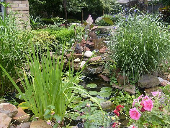 Koi Pond