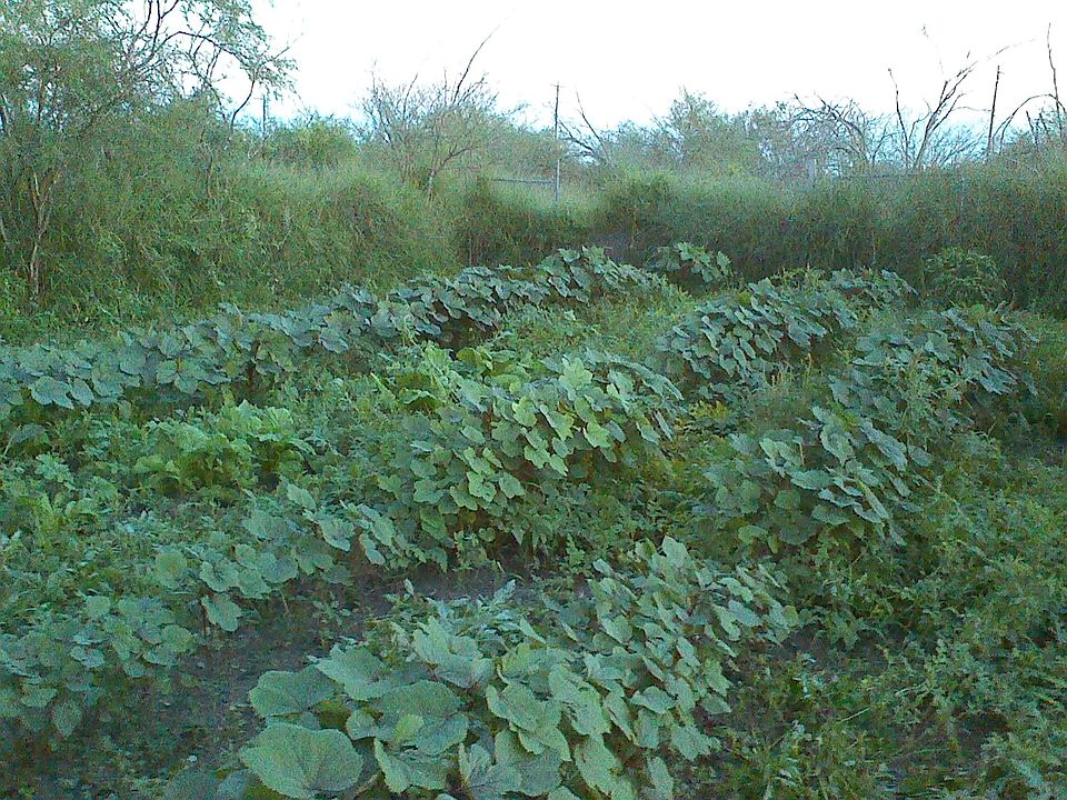 1st image of CR 3053