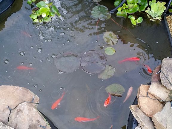 pond w/fish