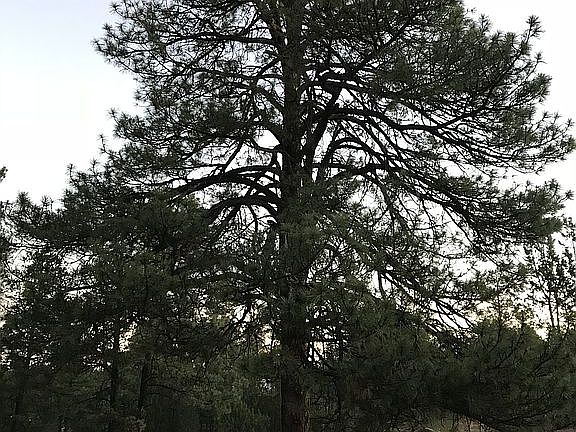 Tireswing tree/driveway