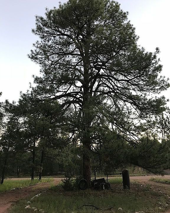 Tireswing tree/driveway