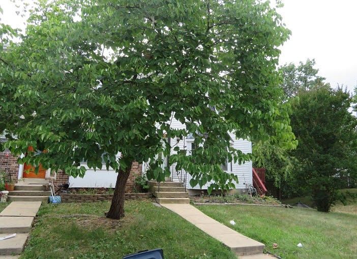 2nd image of 8455 Snowden Oaks Pl