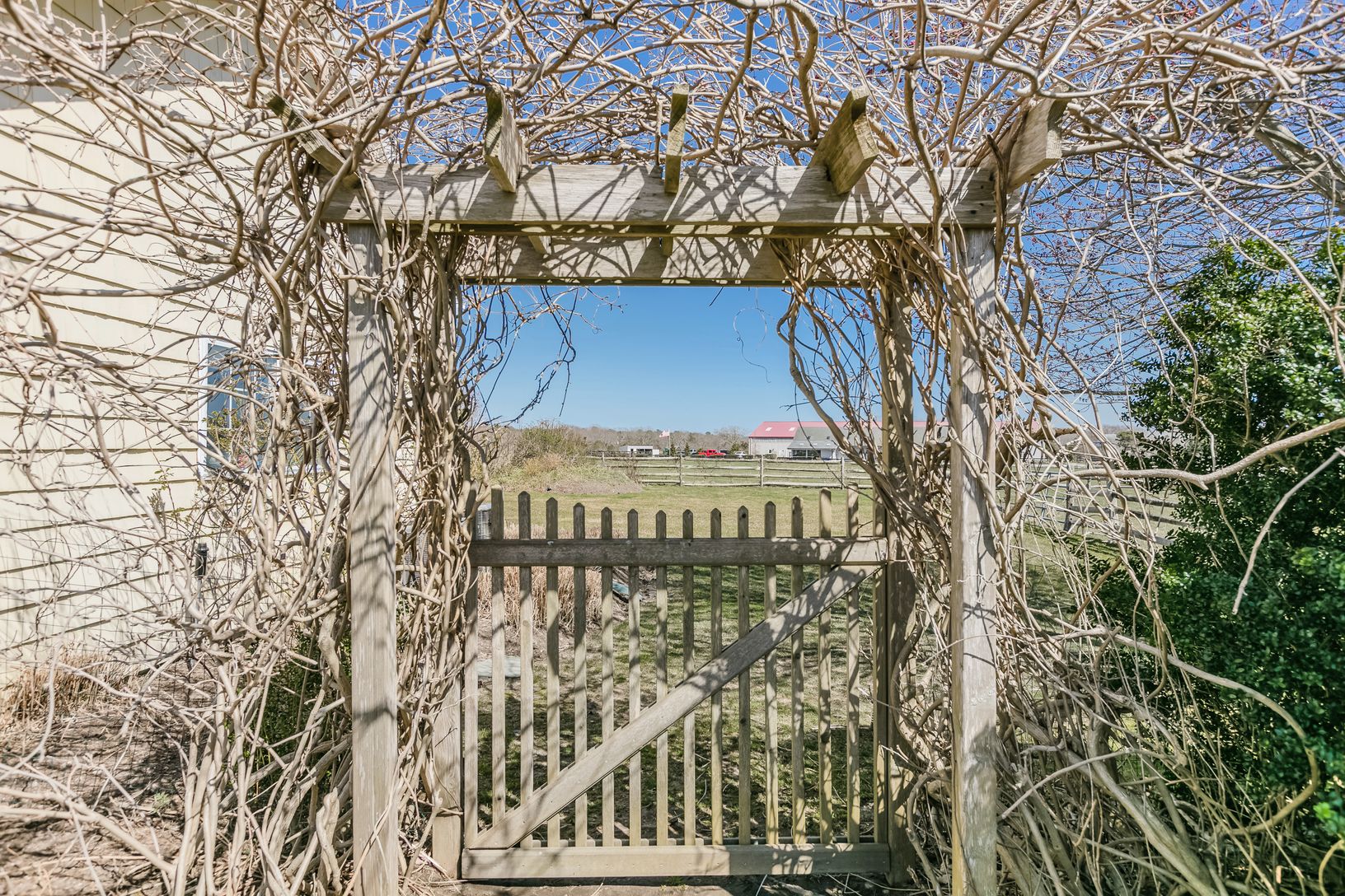  Pre season charming wisteria blooms in summertime