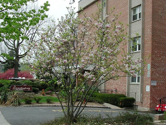 1st image of 173 S Orange Ave APT 1G
