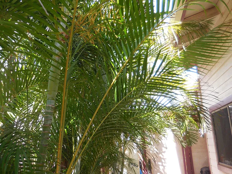 Your Bedroom Window (shown to R.). plenty spot to stow your SUP, Surfboard, or small Beach gear. (Gate entry closed)