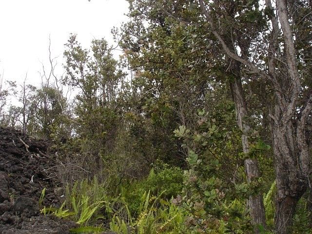 2nd image of Paradise Pkwy Lot 13
