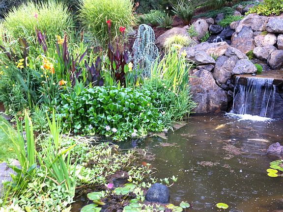 Large koi pond & waterfall