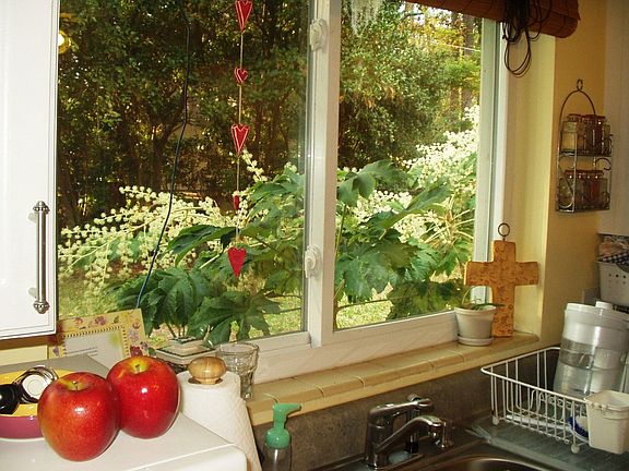 Kitchen window view