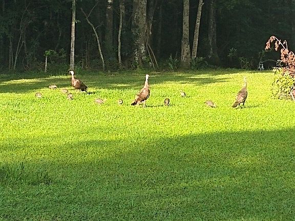 Wild turkeys in backyard.