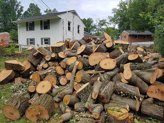 8 large trees were cut down for safety and natural light (2019)