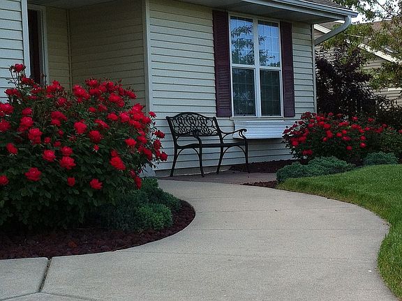 Summer: Roses in bloom