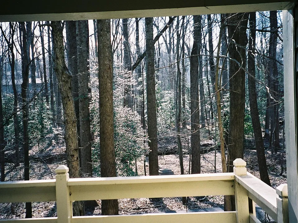 Patio view of Reston Association Stream, Trail & Woods. Beau