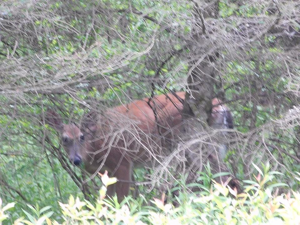 2nd image of Merriman Hill Rd