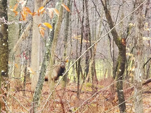 2 Elkgin Ln, Benezett, PA 15821