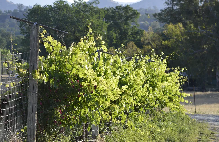 Pick grapes off your own vine!