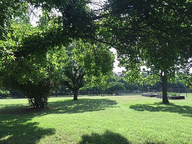 Back yard