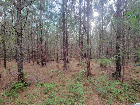 0 Littlejohn Rd #1, Marion, AL 36756