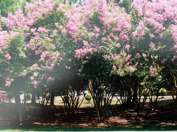 Views from front in Summer