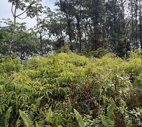 5th image of Seaview Rd Lot 27