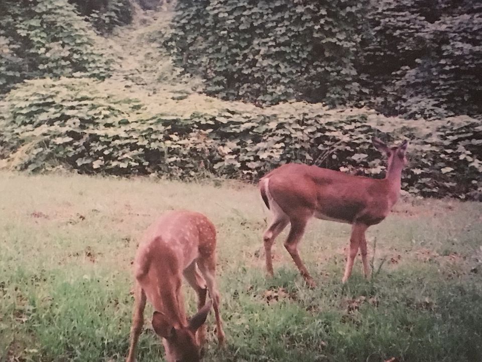 Property wildlife