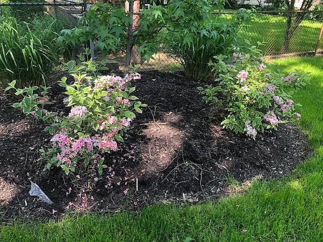 BACK YARD FLOWERS