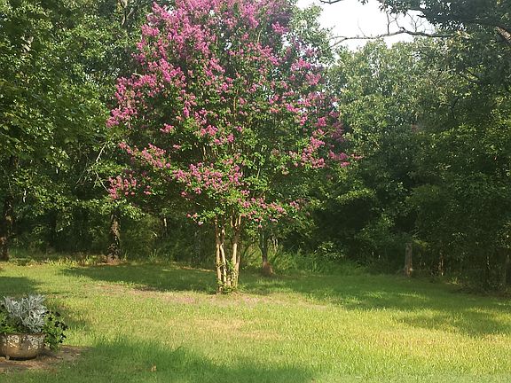 front yard crepe myrtle
