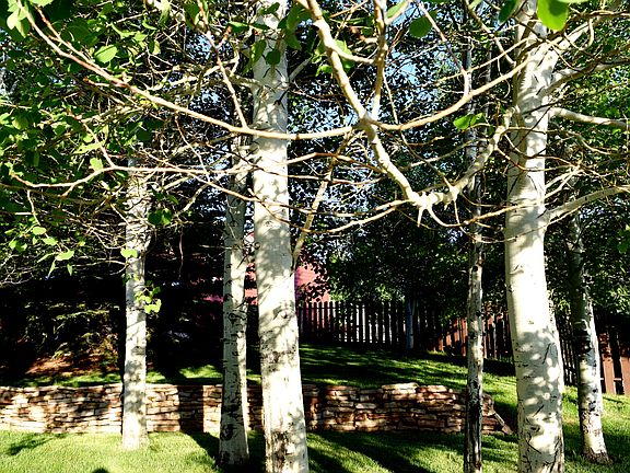 Lower front yard