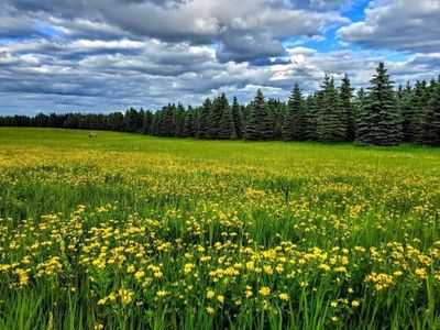 County Road 42 NE, Alexandria, MN, 56308