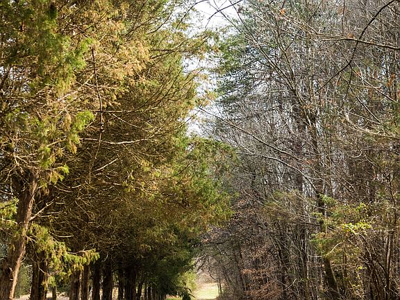 Wooded path to meadow