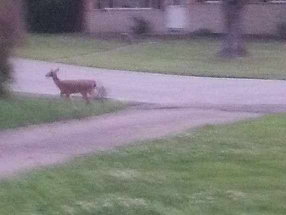 Have deer sightings yearly