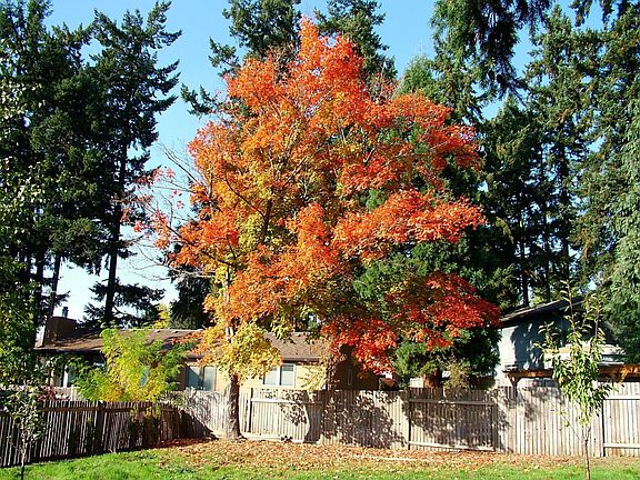 Maple tree in back yard