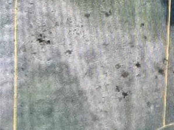 N Baines Ter Lot 50, Pahokee, FL 33476