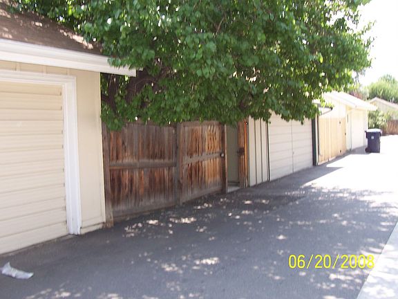 Apricot tree in backyard
