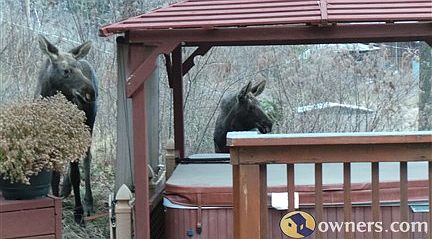 Just a couple of visitors Thanksgiving day.