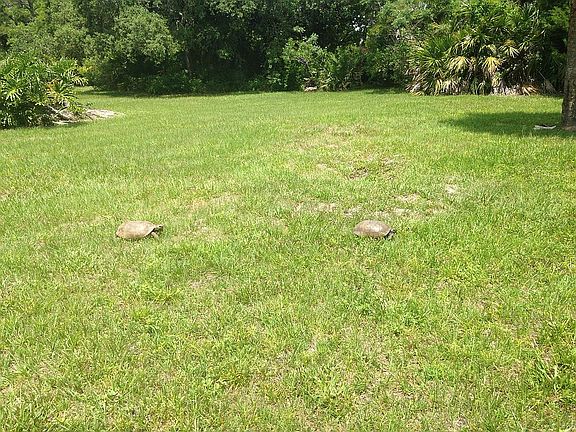 East side of back yard withl