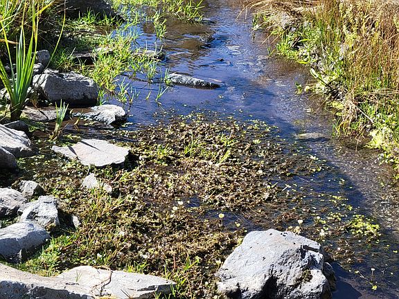 2nd image of 1321 Bristlecone Rd