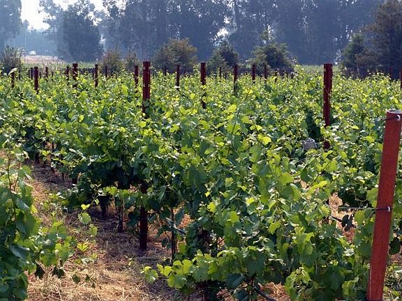 Organic Chardonay Vineyard