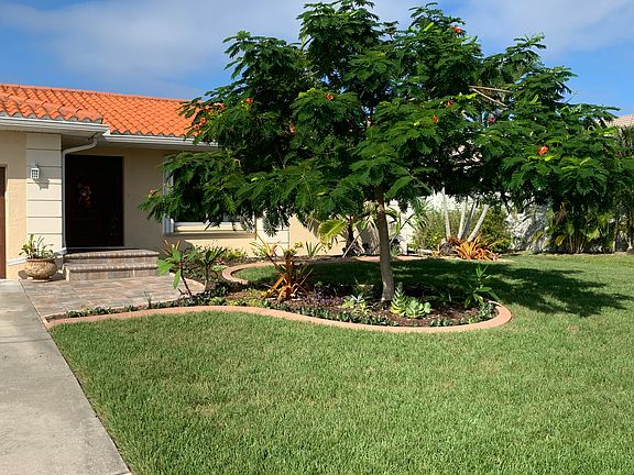 Large shade tree 
