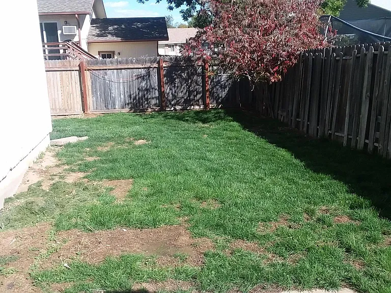 Back yard