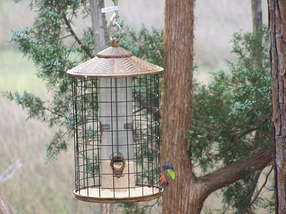 Painted Buntings