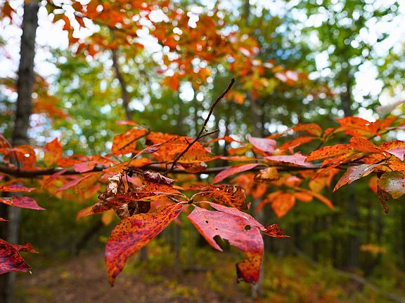 Approx 98 Acres of Unrestricted Land for Sale beside Jefferson National Forest - by Justin Rolfe, Mossy Oak Properties Virginia