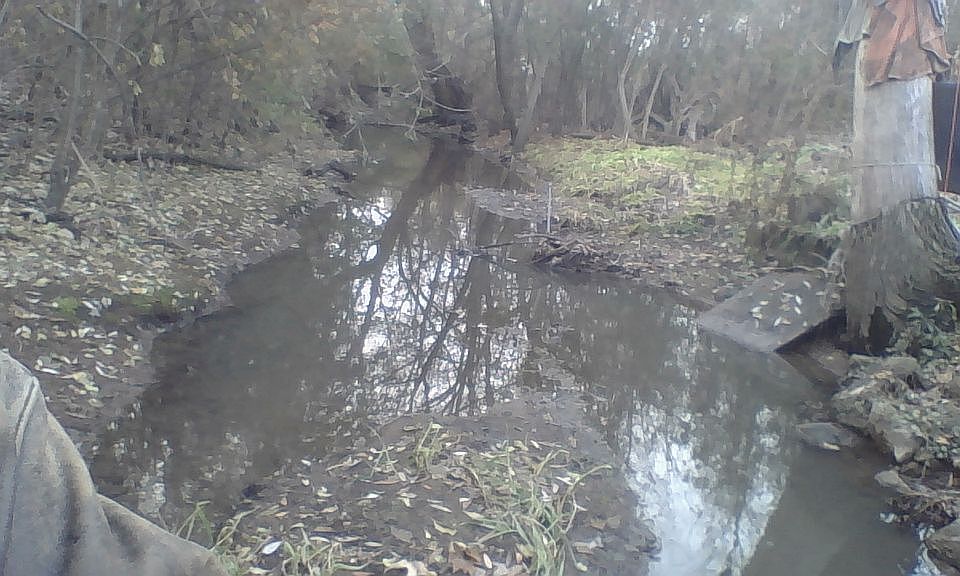 my creek n back yard