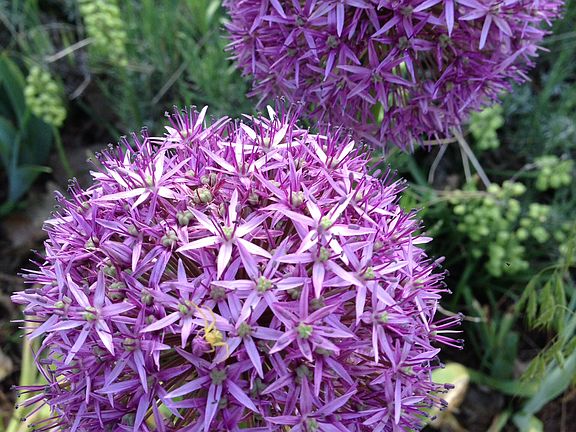 Flowers around the yard