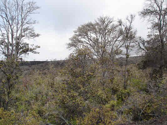 2nd image of Liliana Ln Lot 28