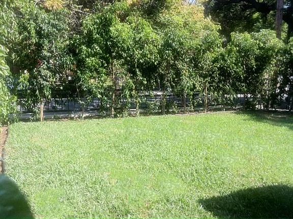 front yard with ficus trees, roses, and fruit tree