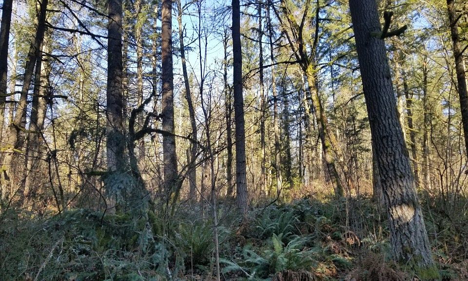 2nd image of 21250 SE 204th St