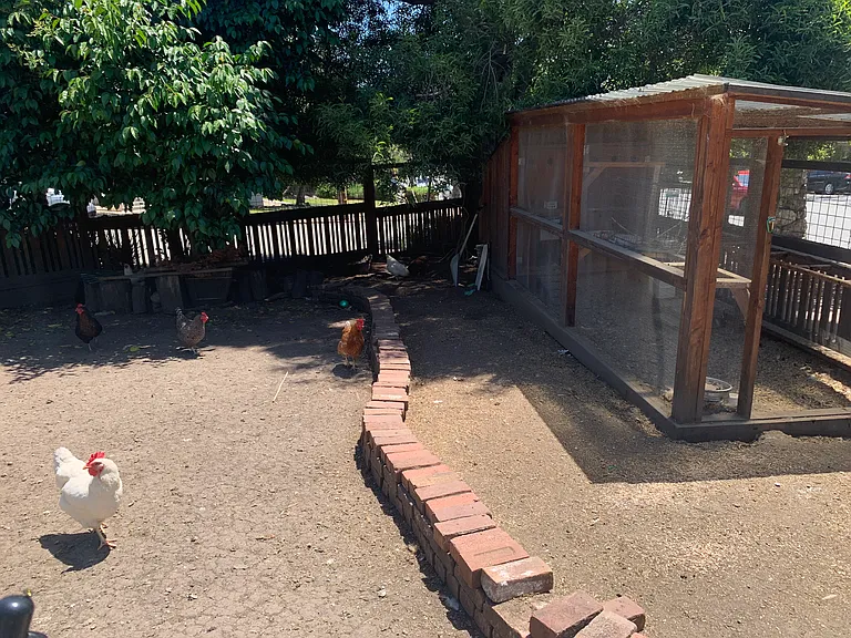 Chickens :)
